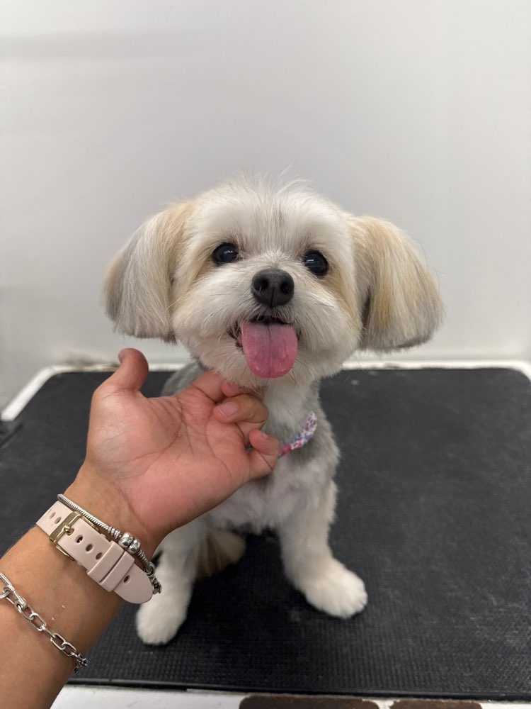 Dog Pet Photo
