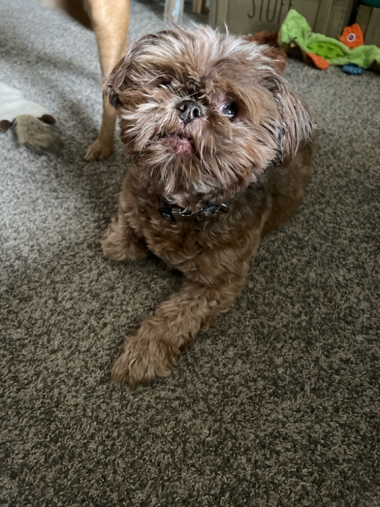 Pet