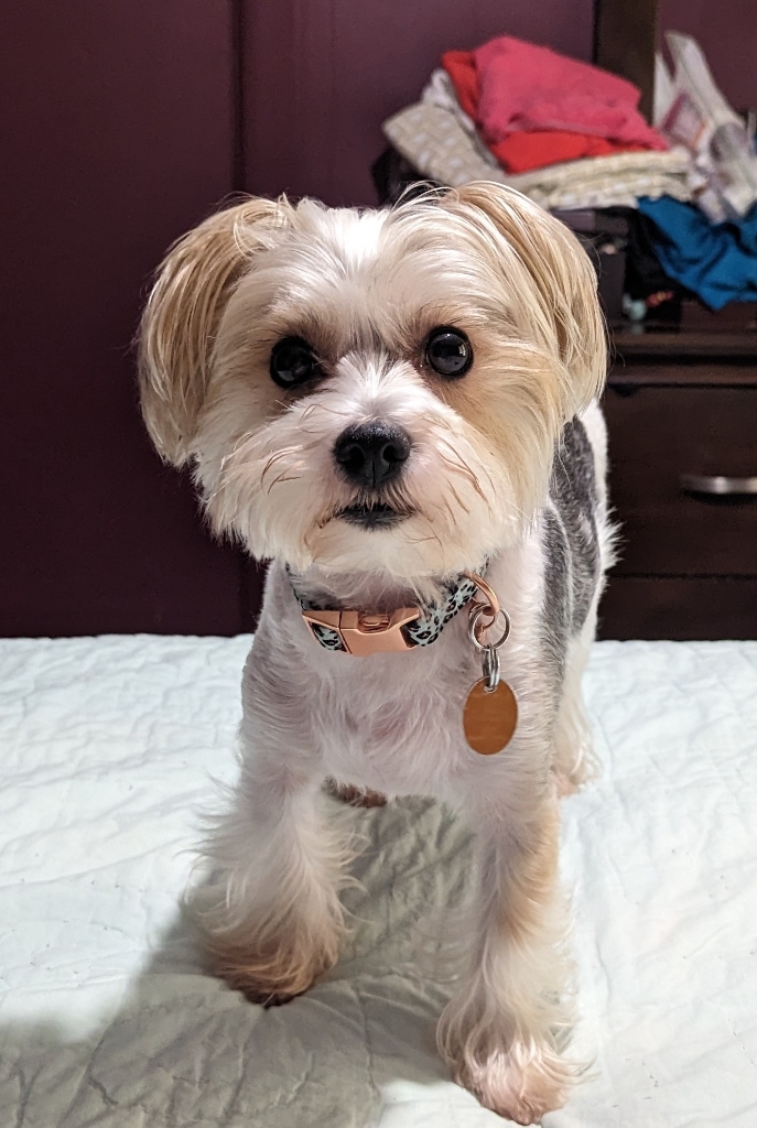 Dog Pet Photo