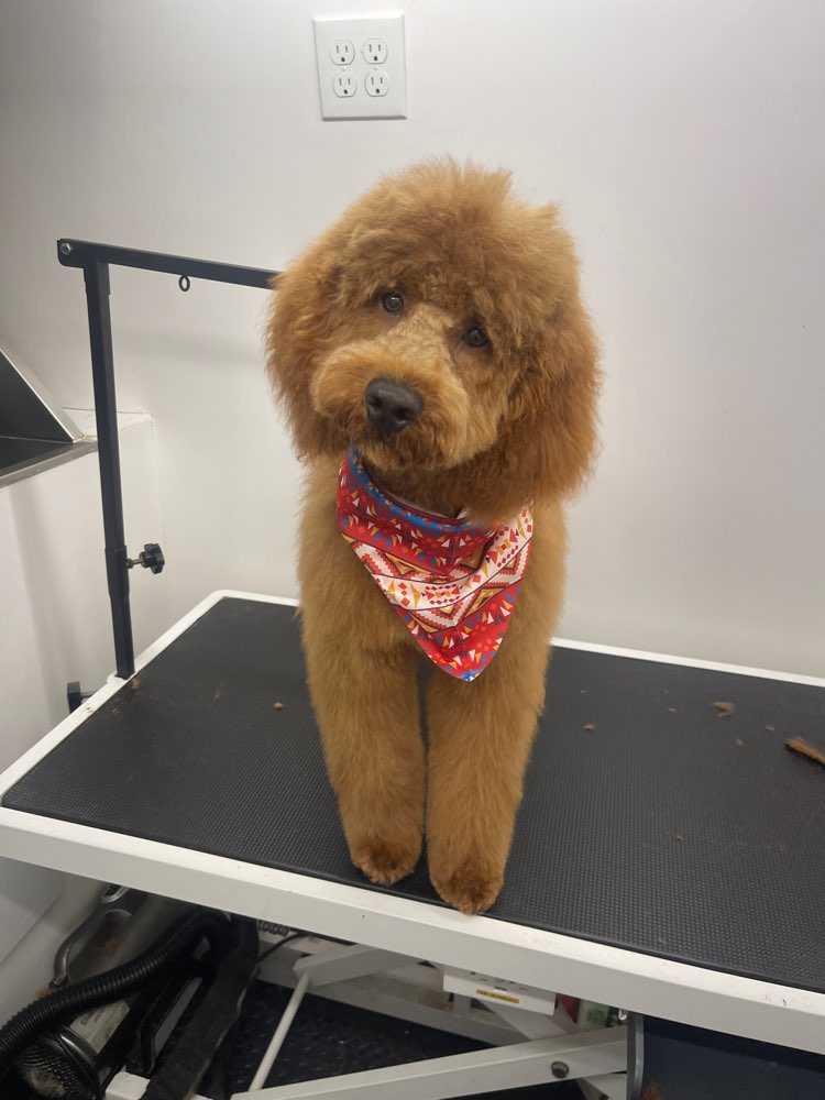 Dog Pet Photo