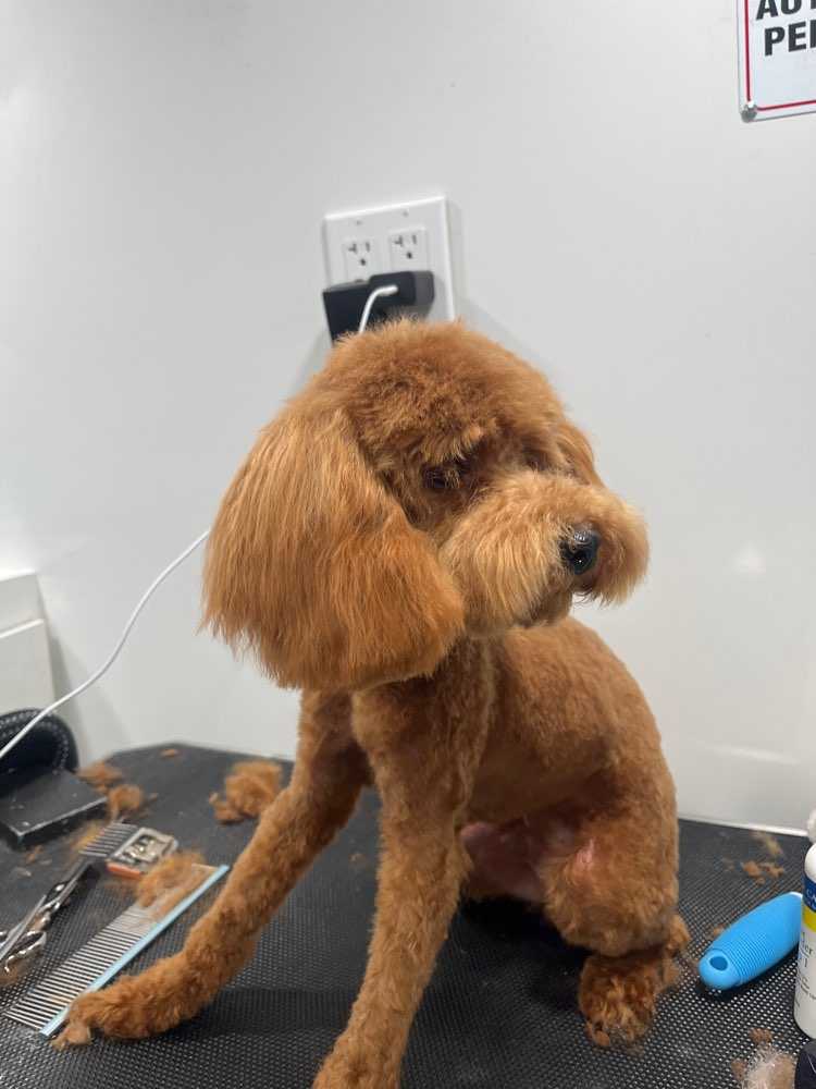 Dog Pet Photo