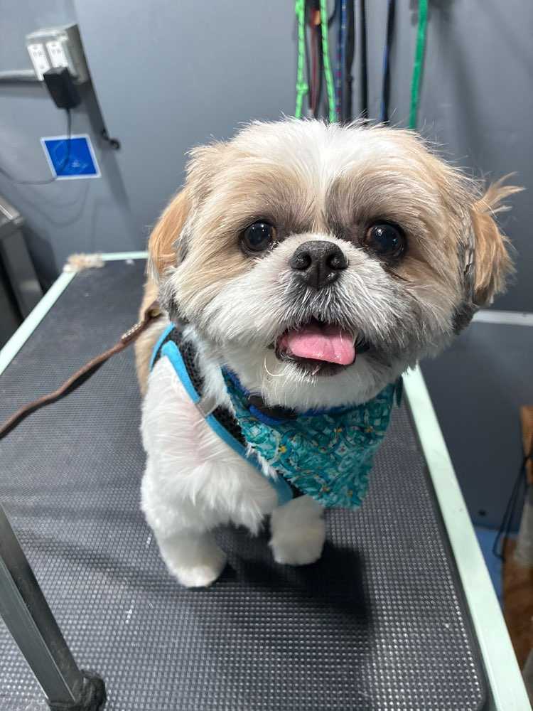 Bohdi