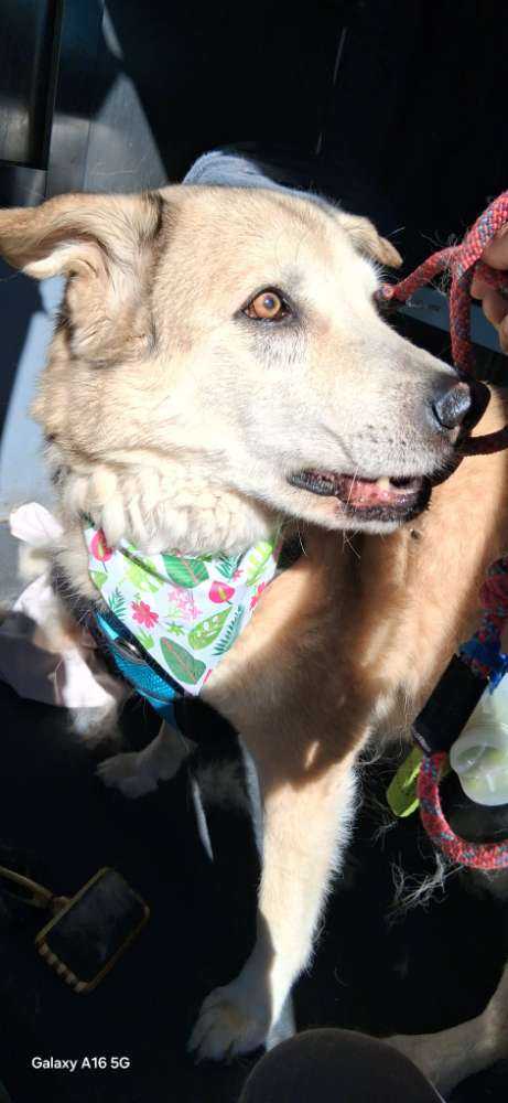 Dog Pet Photo
