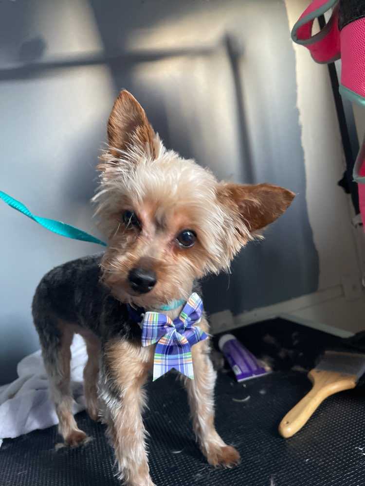 Dog Pet Photo
