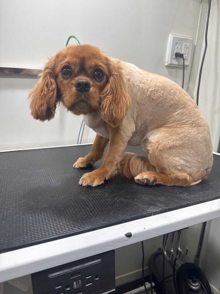 Pet