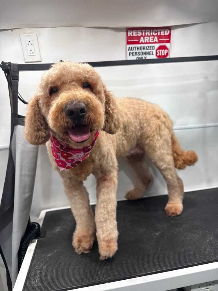 Bella