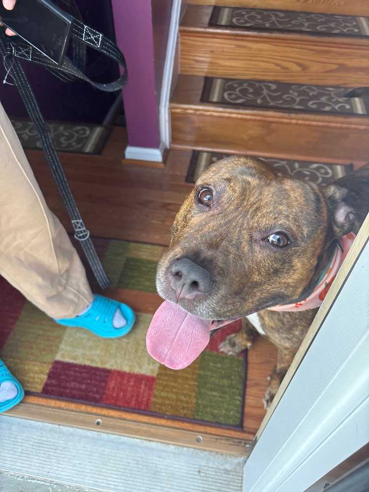 Dog Pet Photo