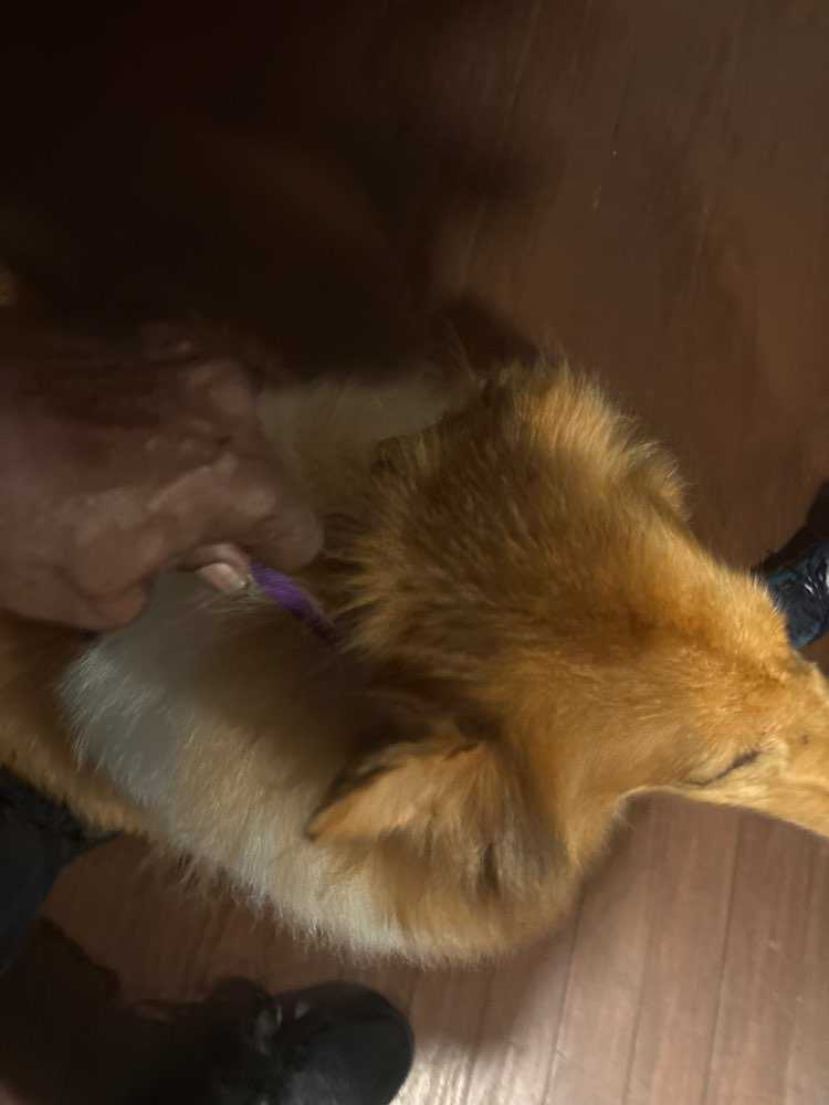 Echo