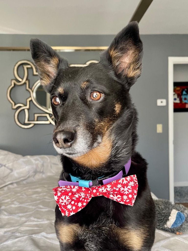Dog Pet Photo