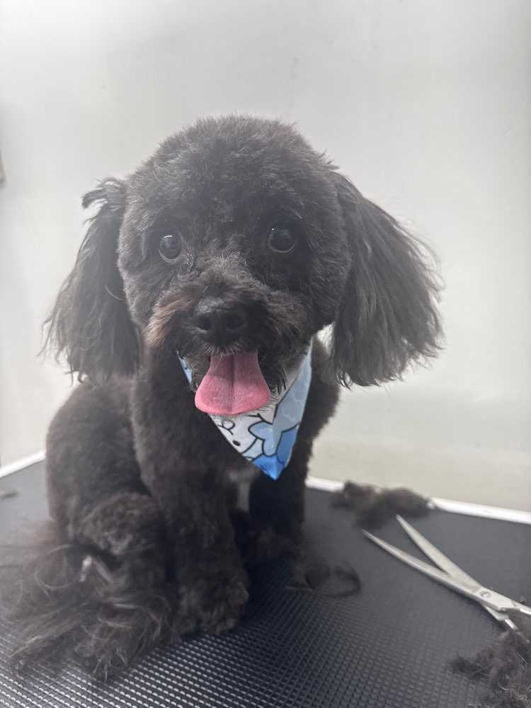 Roxy