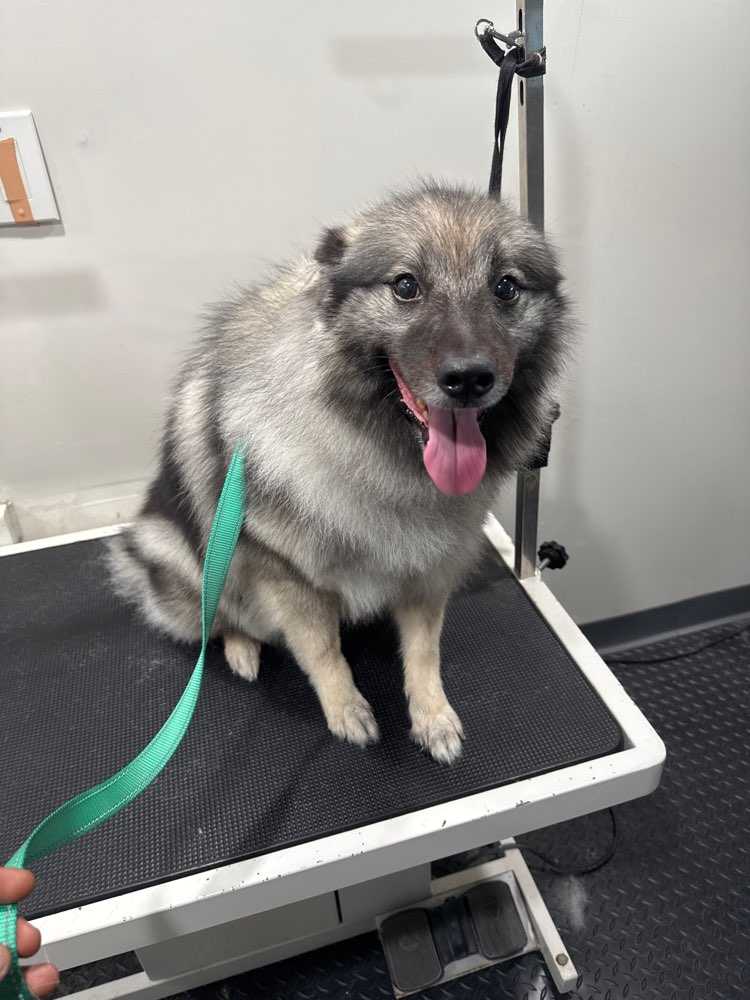 Pet
