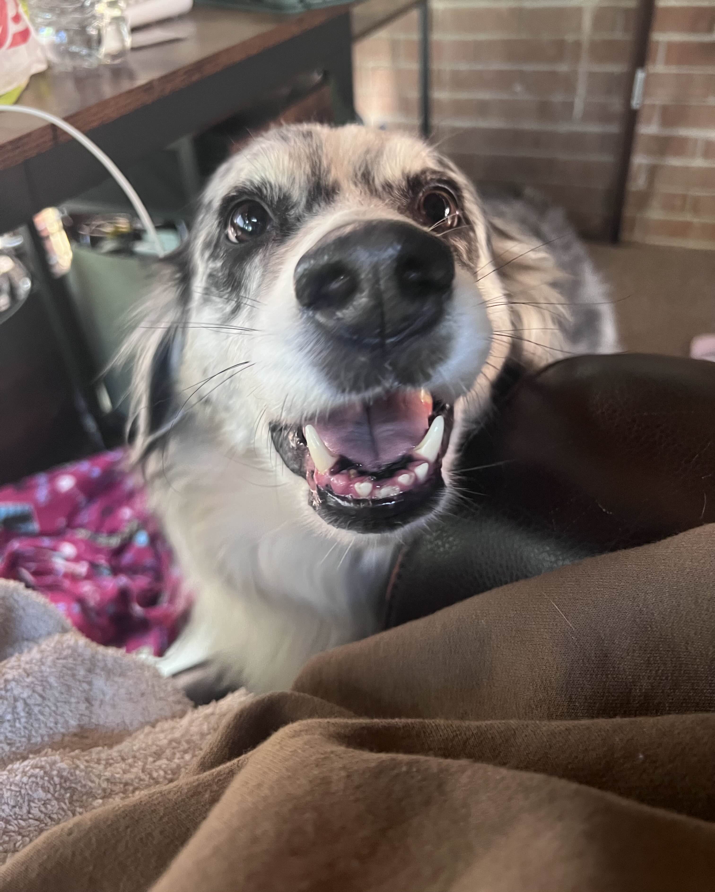 Dog Pet Photo
