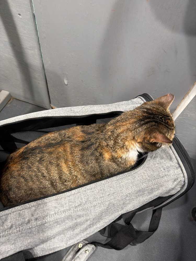Mochi