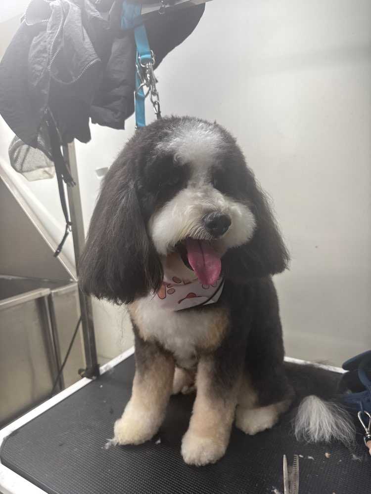 Dog Pet Photo