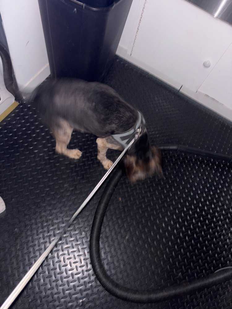 Dog Pet Photo