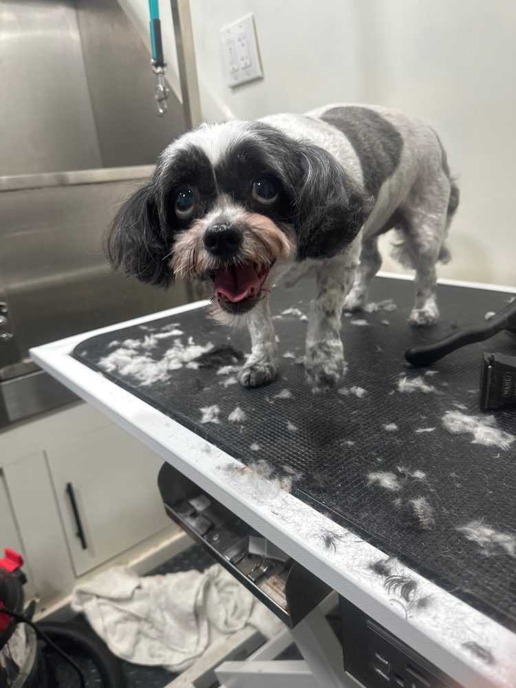 Pet