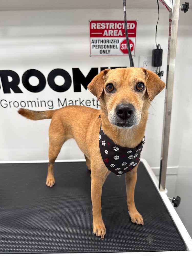 Roxi
