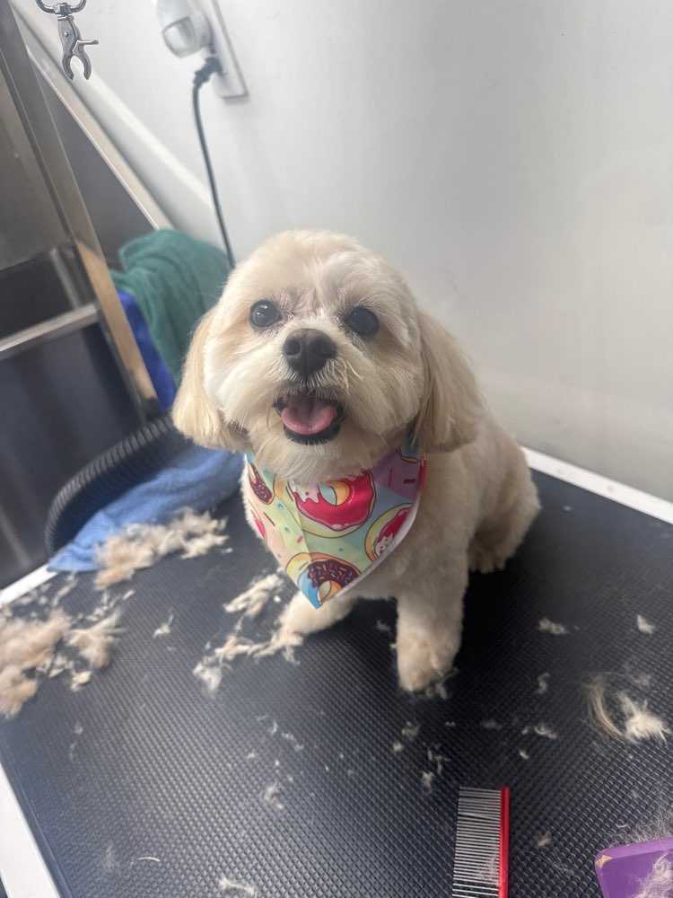 Dog Pet Photo