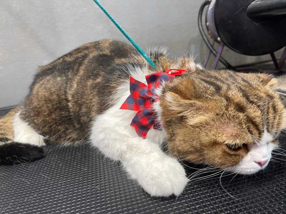 Miao