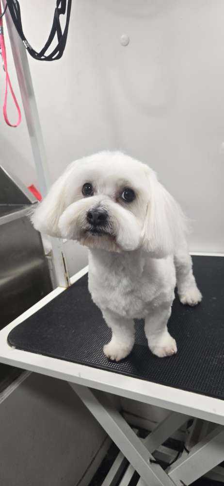 Pet