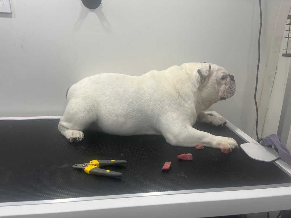 Rosie