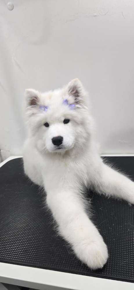 Mochi