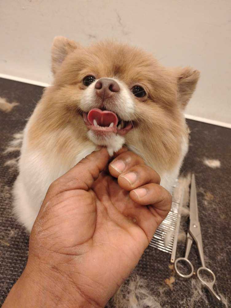 Dog Pet Photo
