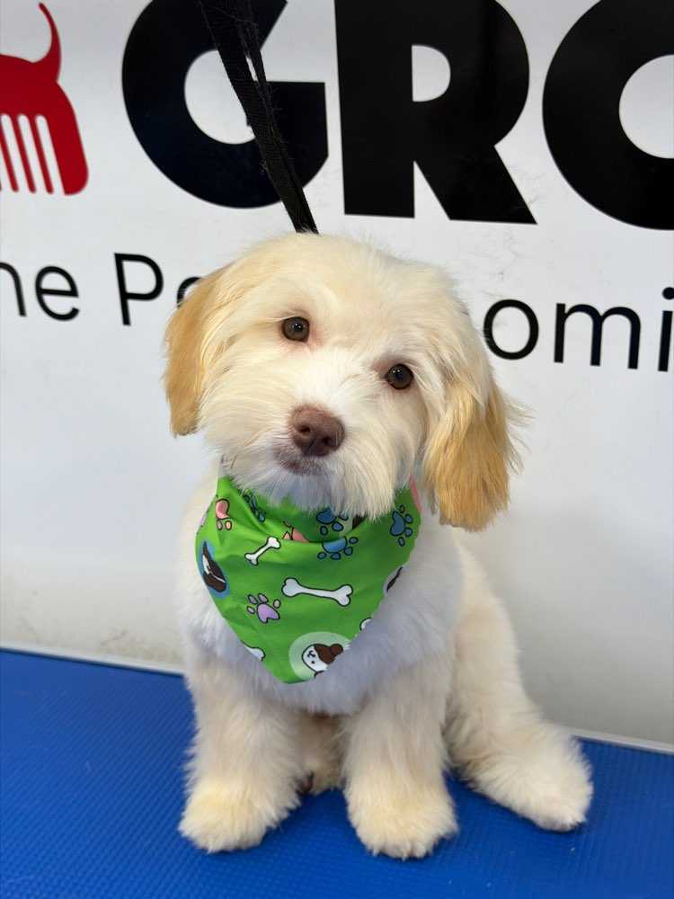 Finn