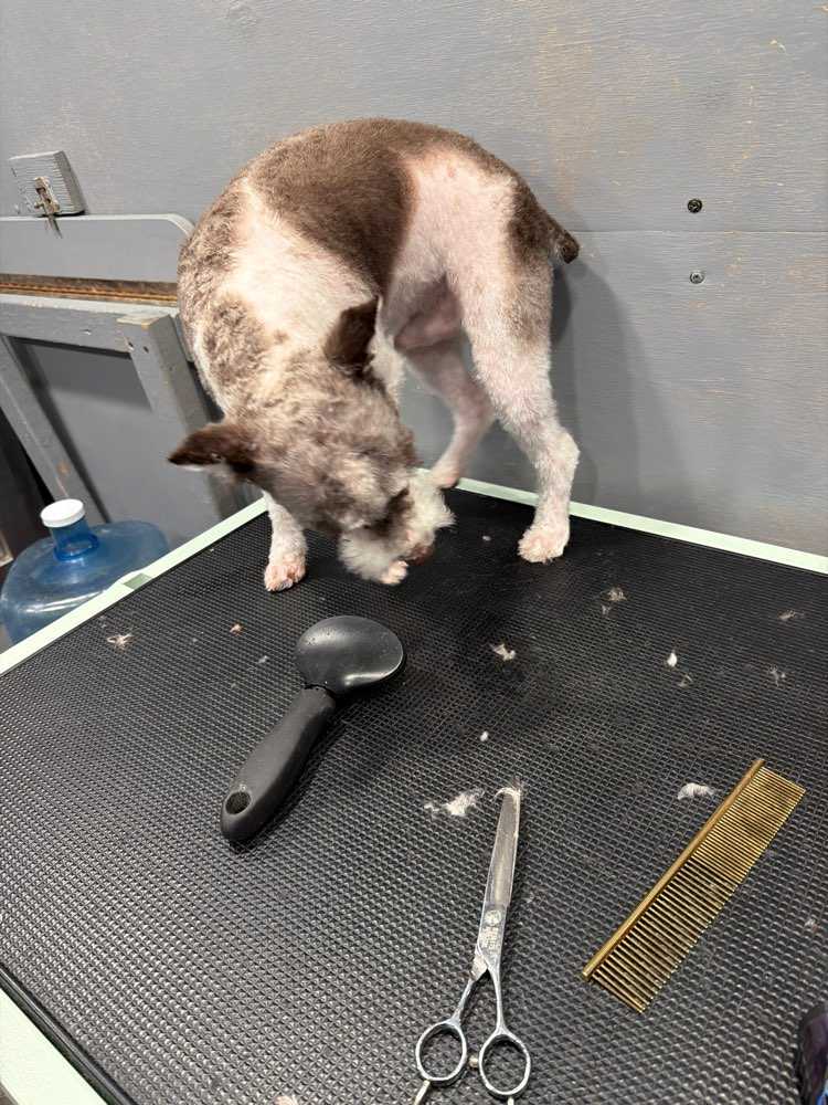 Pet