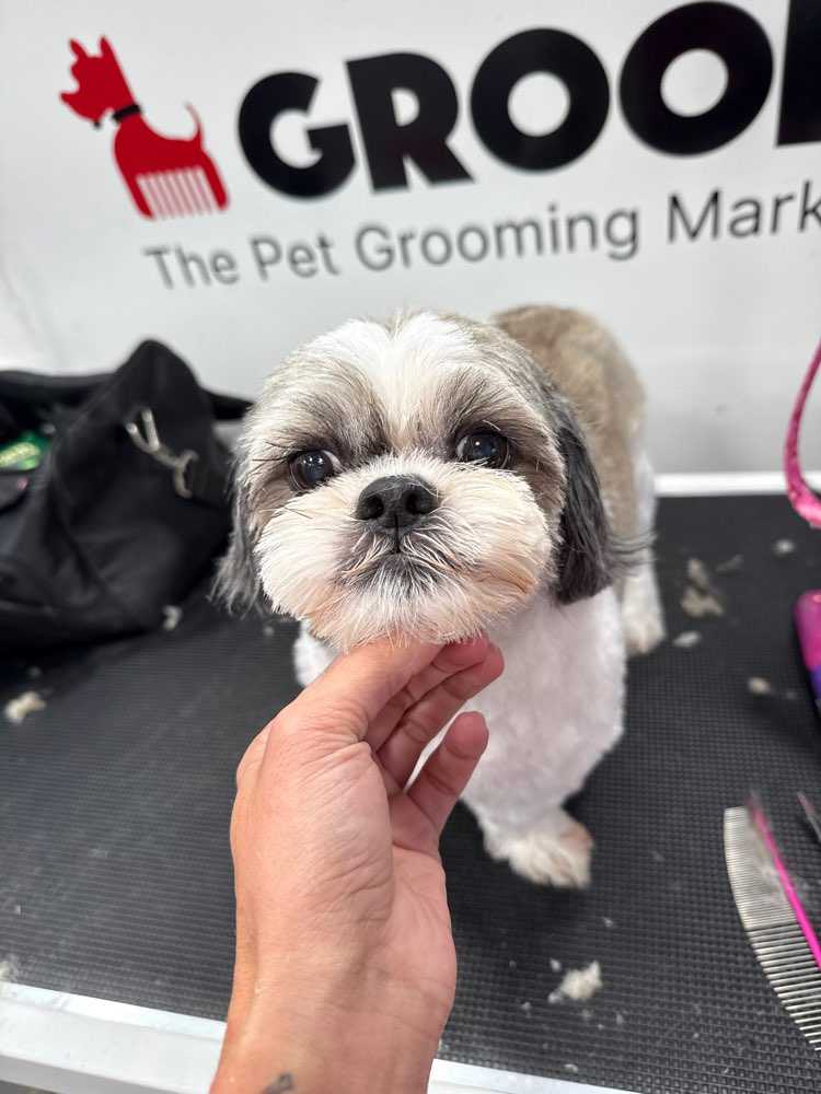 Pet