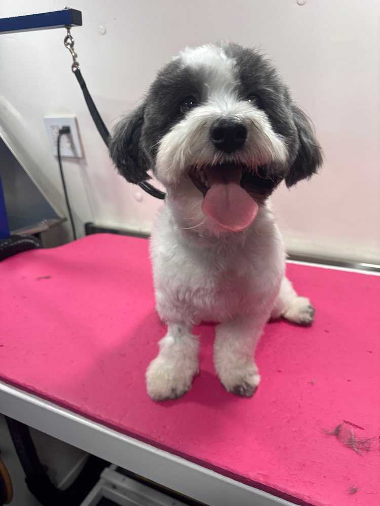 Dog Pet Photo