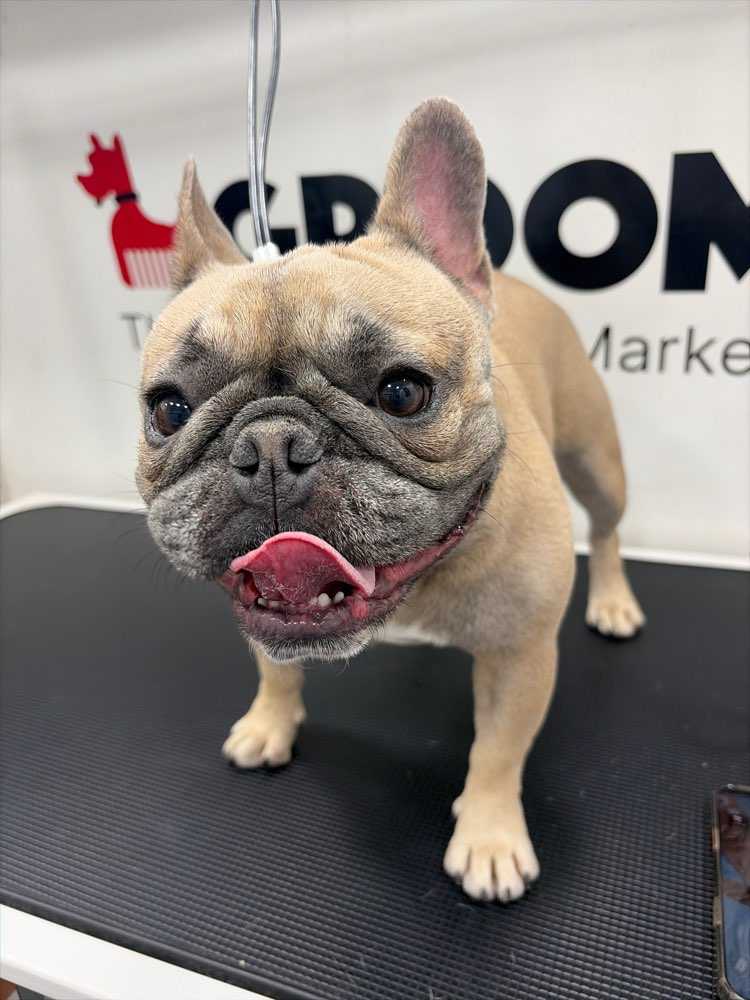 Miss Pickles