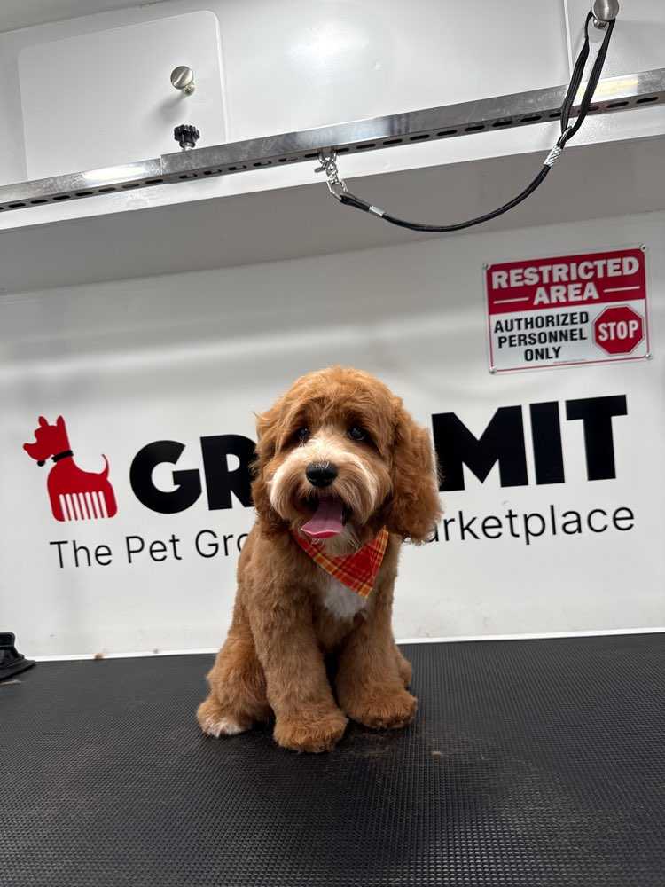 Biscuit