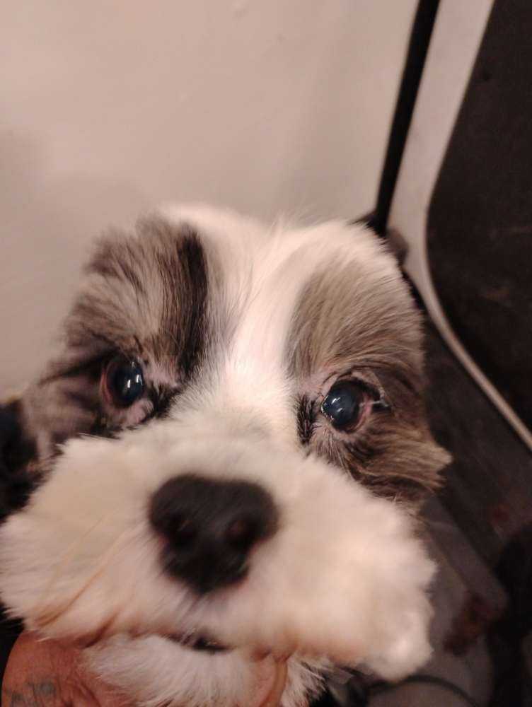 Ollie
