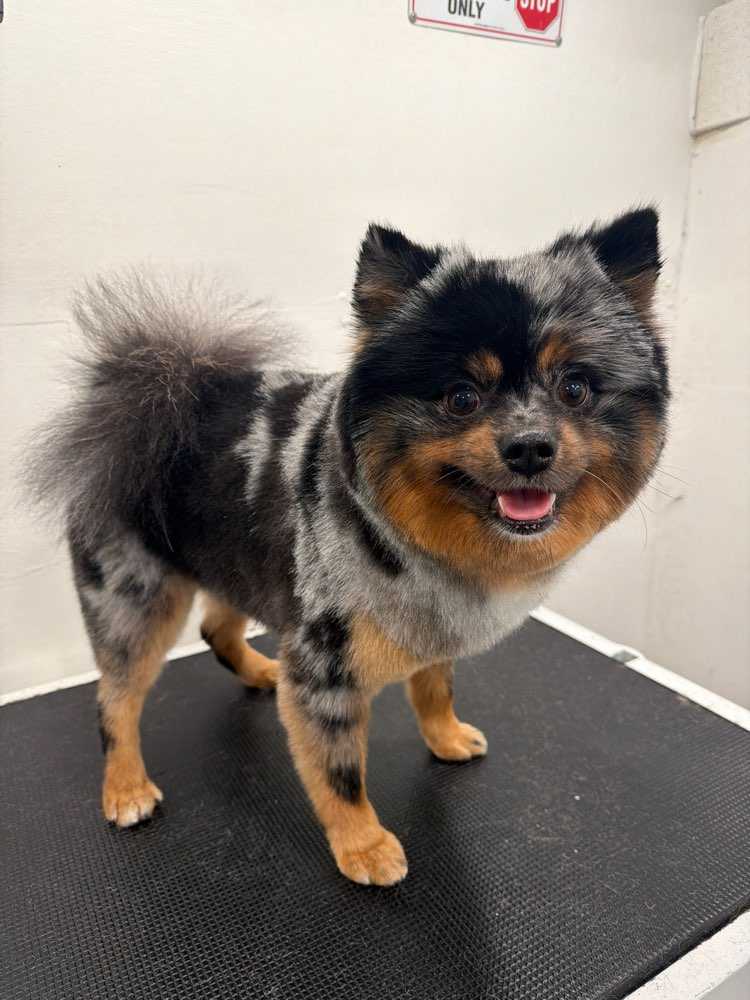Pet