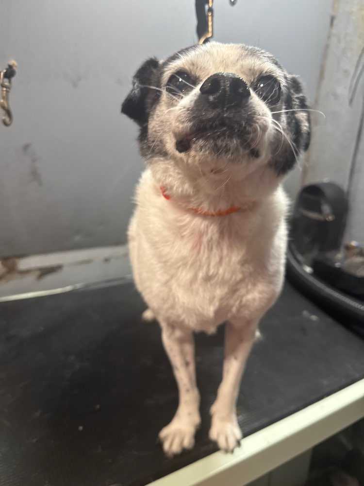 Dog Pet Photo