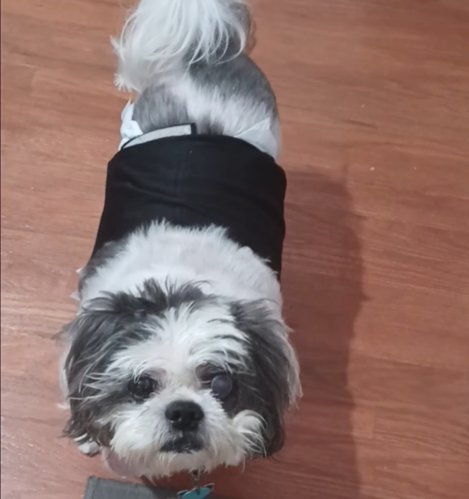 Oreo 