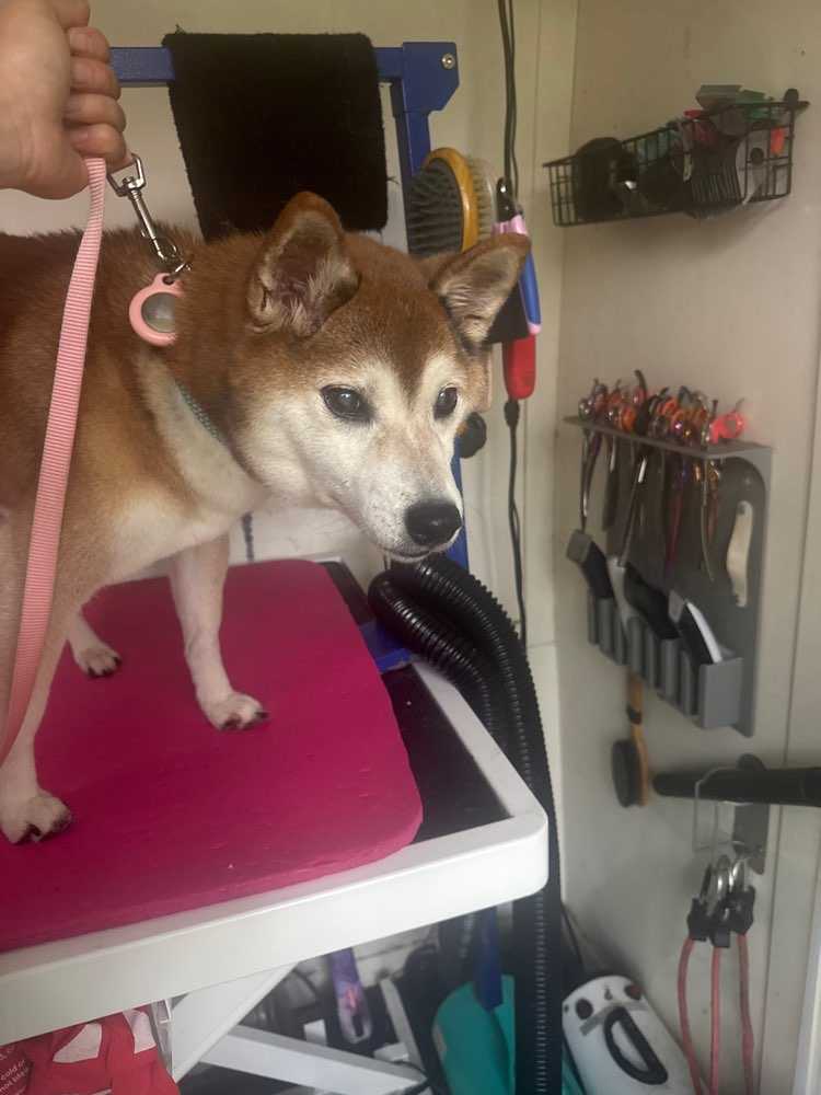 Pet