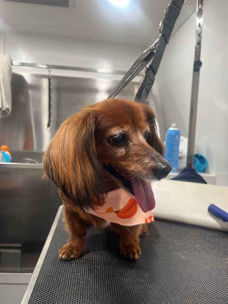 Dog Pet Photo