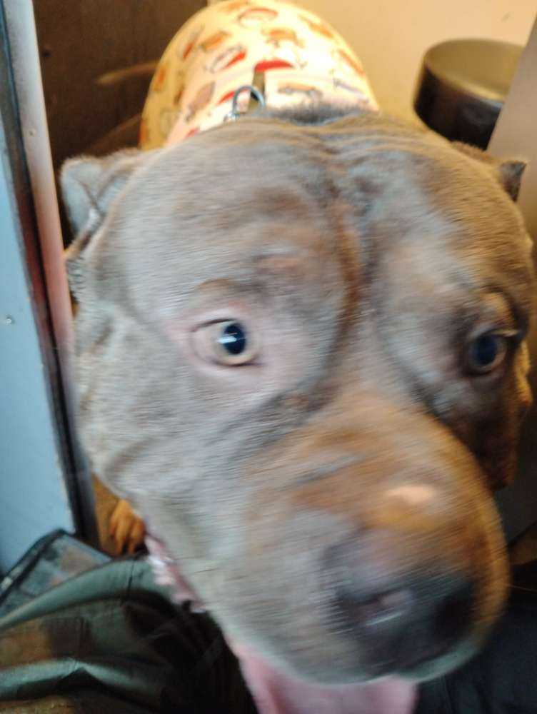 Dog Pet Photo