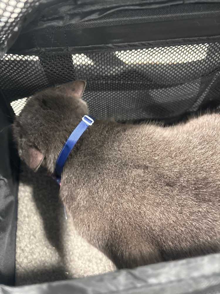 Piper