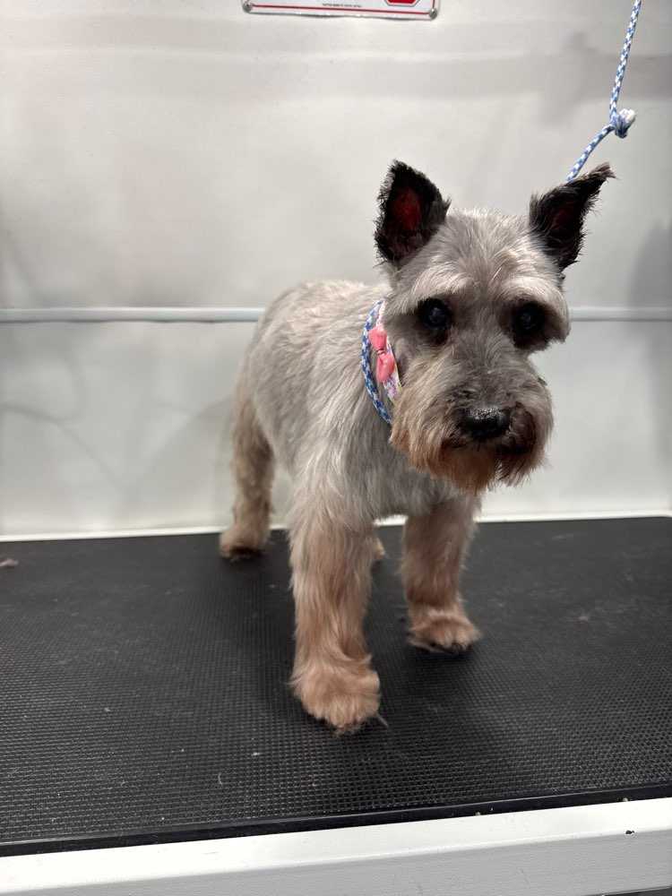 Pet