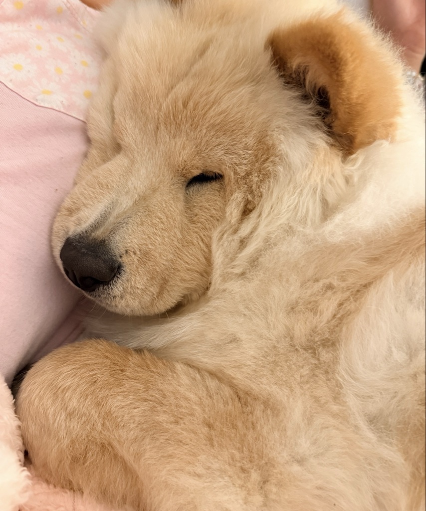 Dog Pet Photo