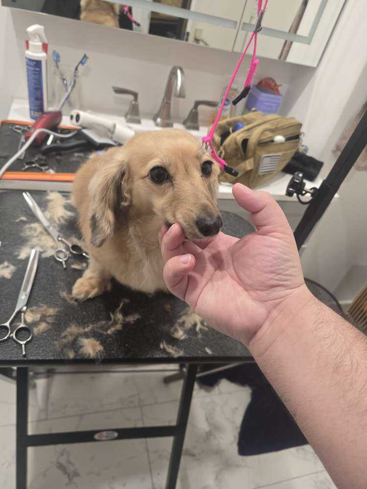 Dog Pet Photo