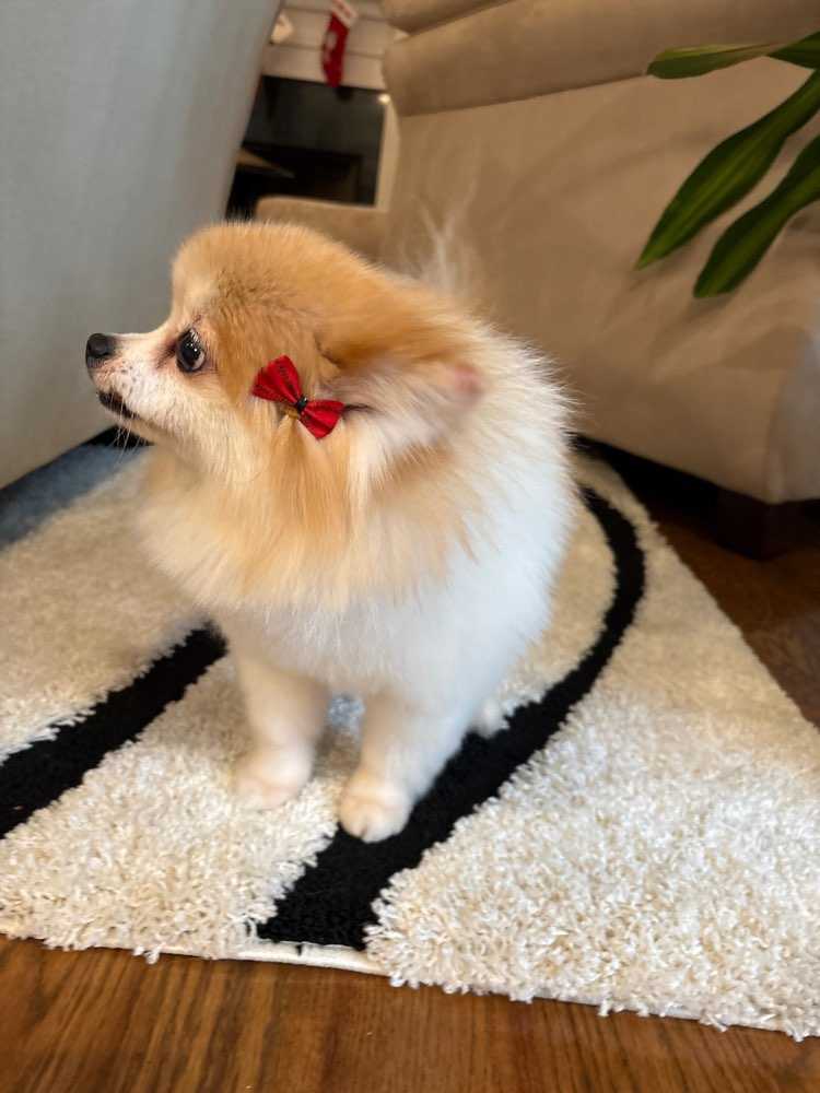 Muffin
