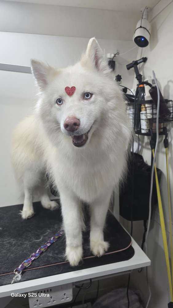 Nova