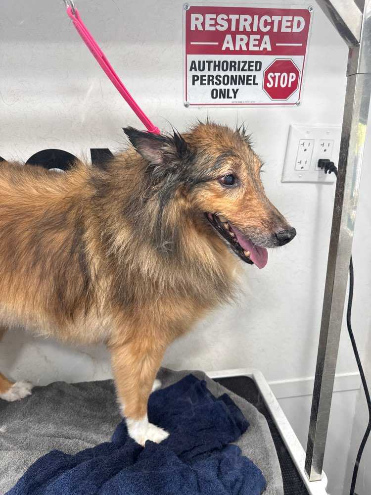 Dog Pet Photo