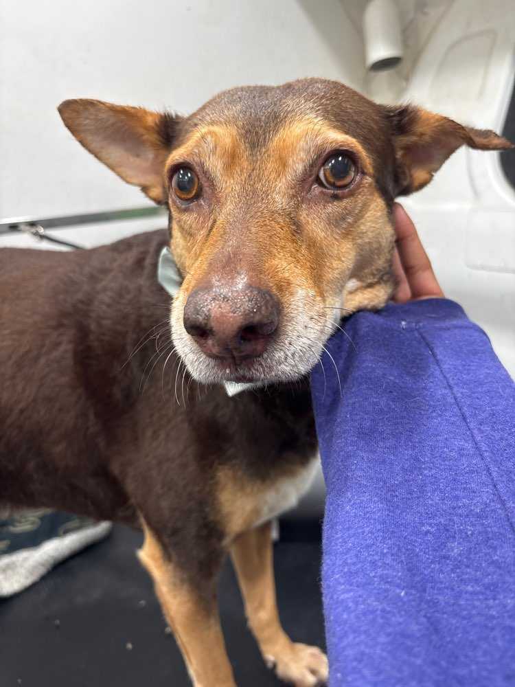 Dobby