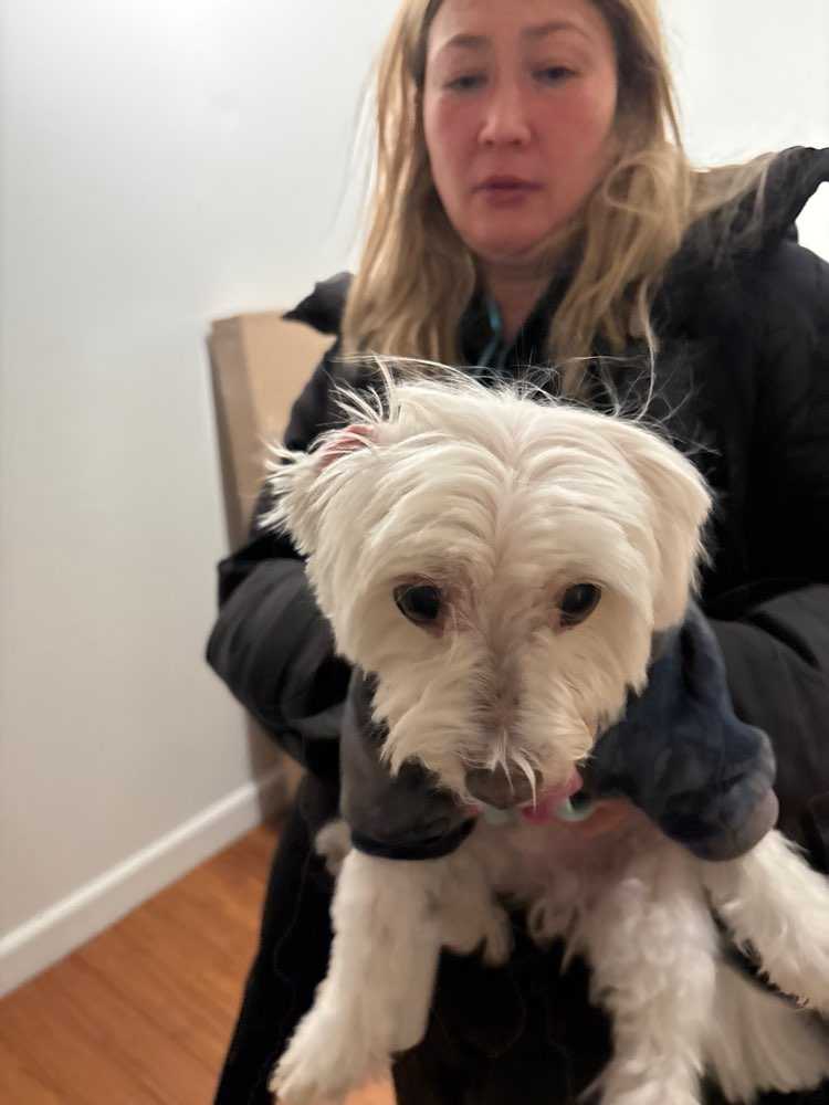 Pet