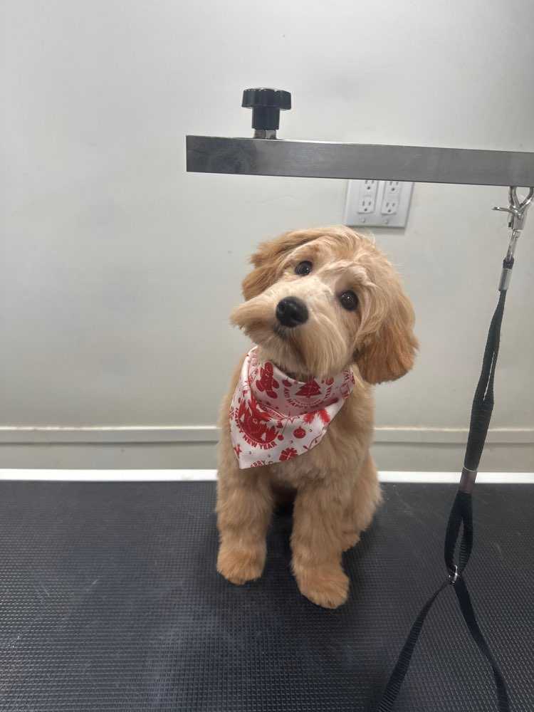 Dog Pet Photo